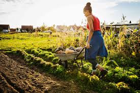 Exploring Organic Farming Practices Today