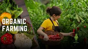 Organic Farming Pros and Cons Explained Simply