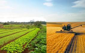 Organic Farming Versus Conventional Farming