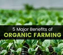 Understanding Organic Farming Benefits For You